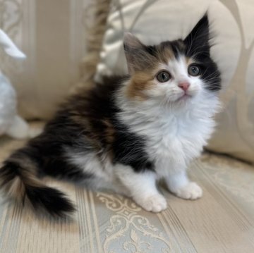 ノルウェージャンフォレストキャット【兵庫県・女の子・2025年11月28日・トーティアンドホワイト（ダブルコート）】の写真「メリハリのある綺麗なキャリコです✨️」