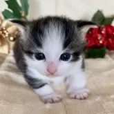 ノルウェージャンフォレストキャット