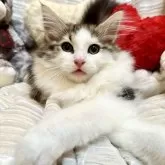 ノルウェージャンフォレストキャット