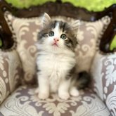 ノルウェージャンフォレストキャット