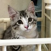 ノルウェージャンフォレストキャット