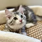 ノルウェージャンフォレストキャット