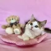 ノルウェージャンフォレストキャット