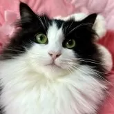 ノルウェージャンフォレストキャット