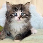 ノルウェージャンフォレストキャット