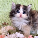 ノルウェージャンフォレストキャット
