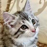ノルウェージャンフォレストキャット