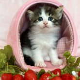 ノルウェージャンフォレストキャット