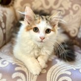 ノルウェージャンフォレストキャット