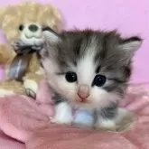 ノルウェージャンフォレストキャット