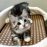 ノルウェージャンフォレストキャット