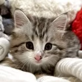 ノルウェージャンフォレストキャット
