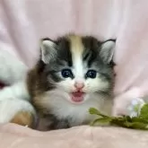 ノルウェージャンフォレストキャット