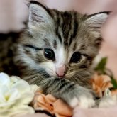 ノルウェージャンフォレストキャット