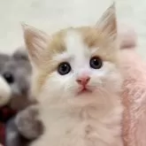 ノルウェージャンフォレストキャット【兵庫県・男の子・2025年1月31日・カメオクラシックタビーアンドホワイト】の写真1