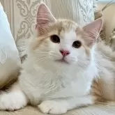 ノルウェージャンフォレストキャット