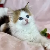 ノルウェージャンフォレストキャット