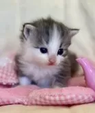 ノルウェージャンフォレストキャット【兵庫県・女の子・2025年10月1日・ブルーシルバーマッカレルタビーアンドホワイト】の写真2