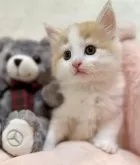 ノルウェージャンフォレストキャット【兵庫県・男の子・2025年1月31日・カメオクラシックタビーアンドホワイト】の写真2