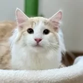 ノルウェージャンフォレストキャット【兵庫県・男の子・2025年2月13日・カメオタビーアンドホワイト】の写真2「寒くなったらゴージャスなフワモコに変身です✨️」