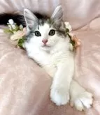 ノルウェージャンフォレストキャット【兵庫県・男の子・2025年2月18日・シルバークラシックタビーアンドホワイト】の写真3