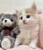 ノルウェージャンフォレストキャット【兵庫県・男の子・2025年1月31日・カメオクラシックタビーアンドホワイト】の写真3