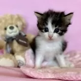 ノルウェージャンフォレストキャット【兵庫県・男の子・2025年10月1日・ブラックタビーアンドホワイト】の写真4「🏆お客様評価 上半期全猫種 兵庫県1位🥇べびにゃん一筋に尽くします💪」