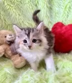 ノルウェージャンフォレストキャット【兵庫県・女の子・2024年12月13日・シルバーパッチドタビーアンドホワイト】の写真4