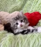 ノルウェージャンフォレストキャット【兵庫県・女の子・2024年12月9日・ブラウンクラシックタビーアンドホワイト】の写真4