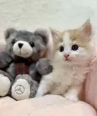 ノルウェージャンフォレストキャット【兵庫県・男の子・2025年1月31日・カメオクラシックタビーアンドホワイト】の写真6