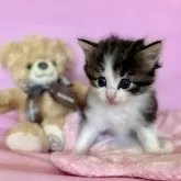 ノルウェージャンフォレストキャット【兵庫県・男の子・2025年10月1日・ブラックタビーアンドホワイト】の写真7