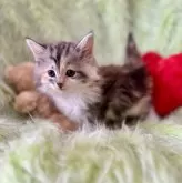 ノルウェージャンフォレストキャット【兵庫県・女の子・2024年12月13日・シルバーパッチドタビーアンドホワイト】の写真7