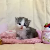 ノルウェージャンフォレストキャット【兵庫県・女の子・2025年10月1日・ブルーシルバーマッカレルタビーアンドホワイト】の写真8