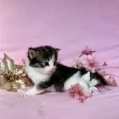 ノルウェージャンフォレストキャット【兵庫県・男の子・2025年11月22日・ブラック(ブラウン)タビーアンドホワイト】の写真8