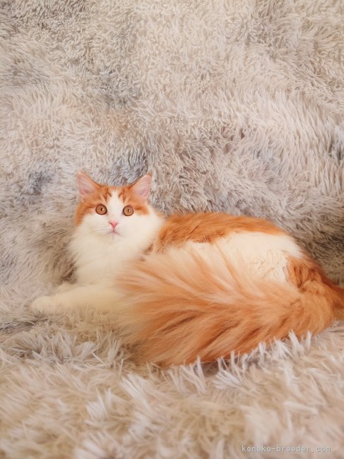 サイベリアン【・女の子・2024年6月27日・レッド&amp;ホワイト】