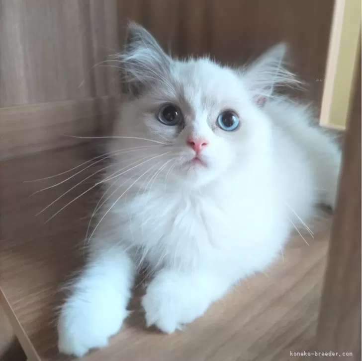 ID:2408-00526の子猫