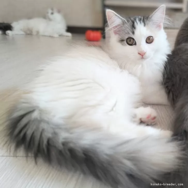 ID:2409-01629の子猫