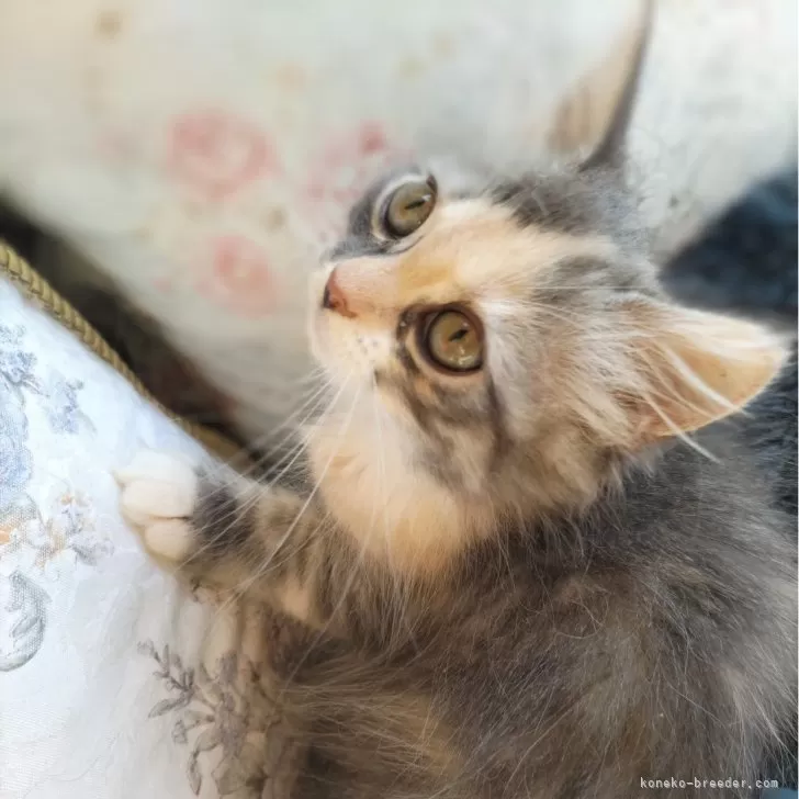 ID:2407-02213の子猫