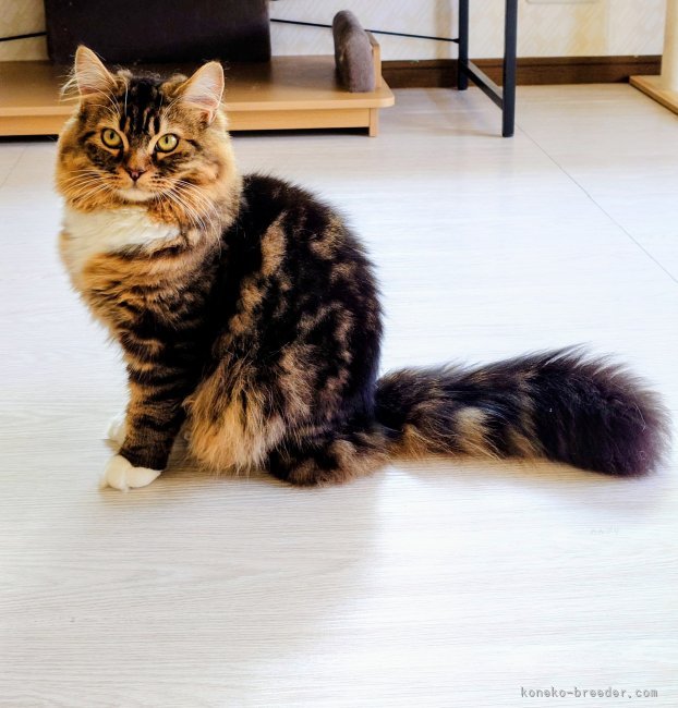 サイベリアン【・男の子・2024年12月22日・ブラウンタビー&amp;ホワイト】