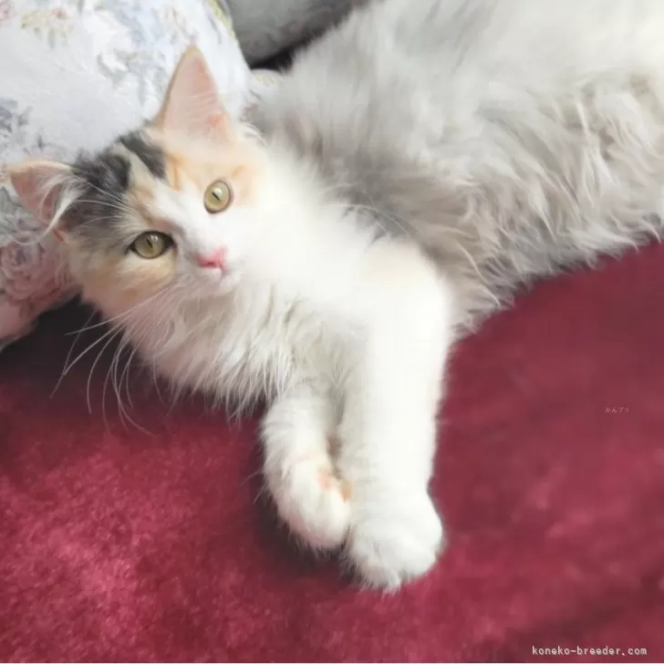 ID:2407-02091の子猫