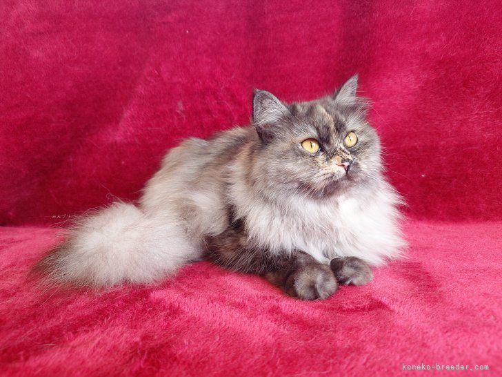 サイベリアン【・女の子・2024年5月5日・ブルースモークトーティ】「美の塊」