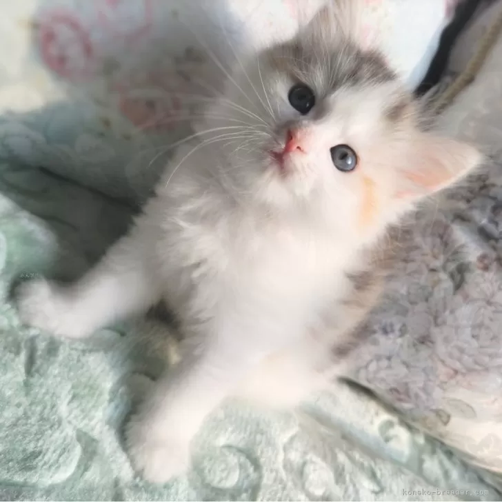 ID:2408-00528の子猫