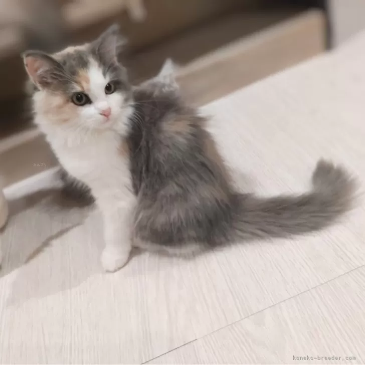 ID:2409-00147の子猫