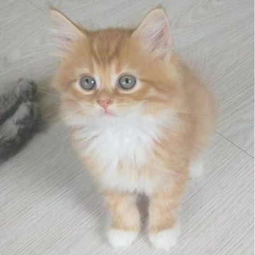 サイベリアン【栃木県・女の子・2024年6月27日・レッド】の写真「色彩豊かな美猫ちゃん🐾両親遺伝子検査4項目クリア」