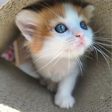 サイベリアン【栃木県・女の子・2024年6月27日・レッド&ホワイト】の写真「マイペースな女の子🐾両親遺伝子検査4項目クリア✿」