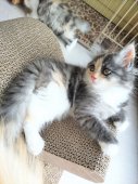 サイベリアン【・女の子・2024年5月5日・キャリコスモーク】「美しき子猫時代」