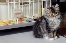 サイベリアン【・男の子・2024年12月22日・ブラウンタビー&ホワイト】「おちびちゃんだった頃💙」