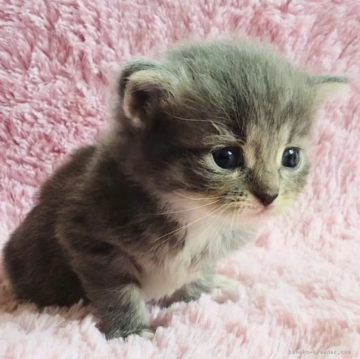 K.H 様のお迎えした子猫