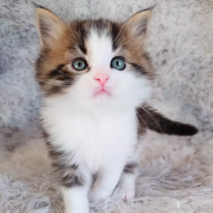 ID:2502-00625の子猫