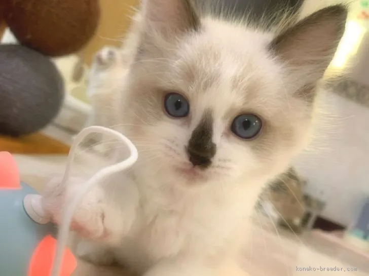 ID：2010-01745の子猫